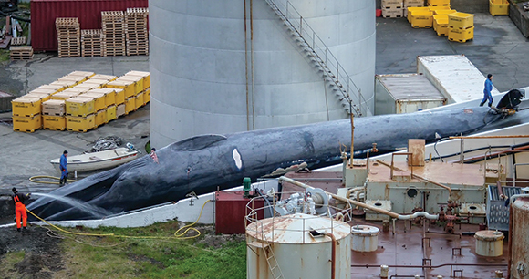 a massive whale is taken by whalers