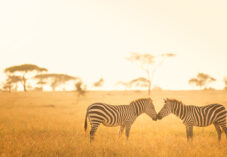 two zebras stand together in a field