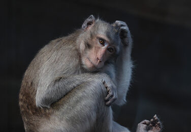 macaque scratches head in enclosure