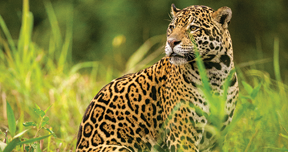 jaguar scouts in a brush