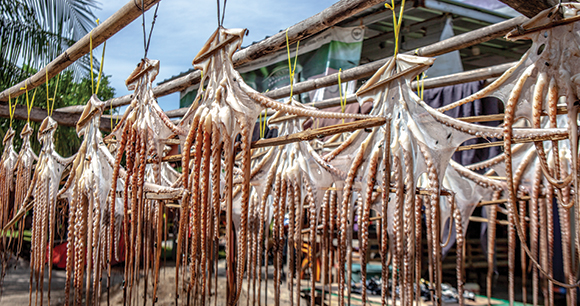 wild-caught octopuses hang drying in the sun