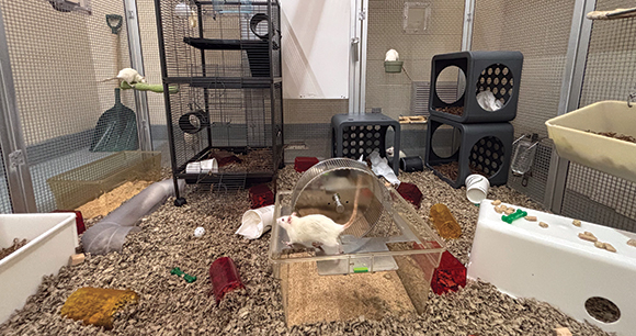 rats run around a spacious lab cage