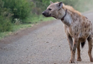 Hyena looks out from dirt road