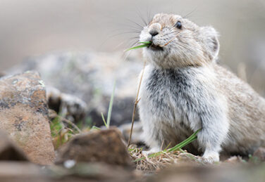 Pika chews on grass on rocky landscape