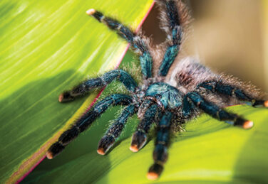 wild tarantula crawls on a leaf
