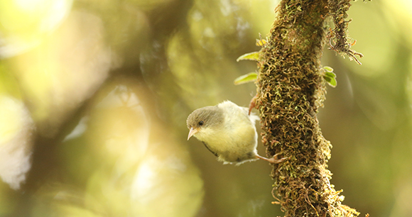yellow 'akikiki in a tree