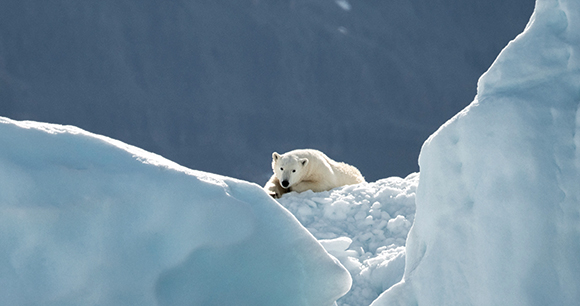 a polar bear lays on a glacier