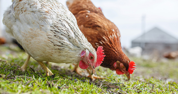 chickens in the yard graze, poultry farm