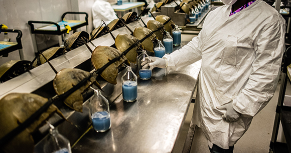 horshoe crabs in a lab being bled to fill bottles