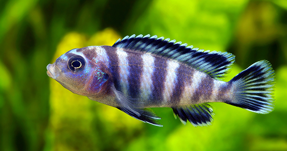 purple fish in a leafy underwater environment
