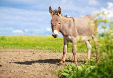 donkey walks on a dirt path near an open grassy plain