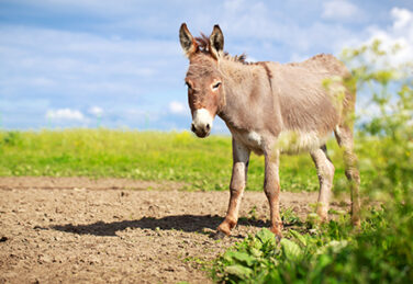 donkey walks on a dirt path near an open grassy plain
