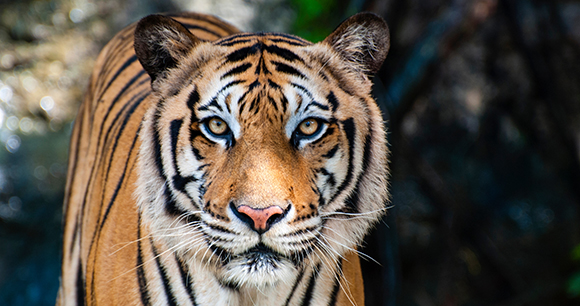 The big Bengal tiger growls in the Thai zoo.
