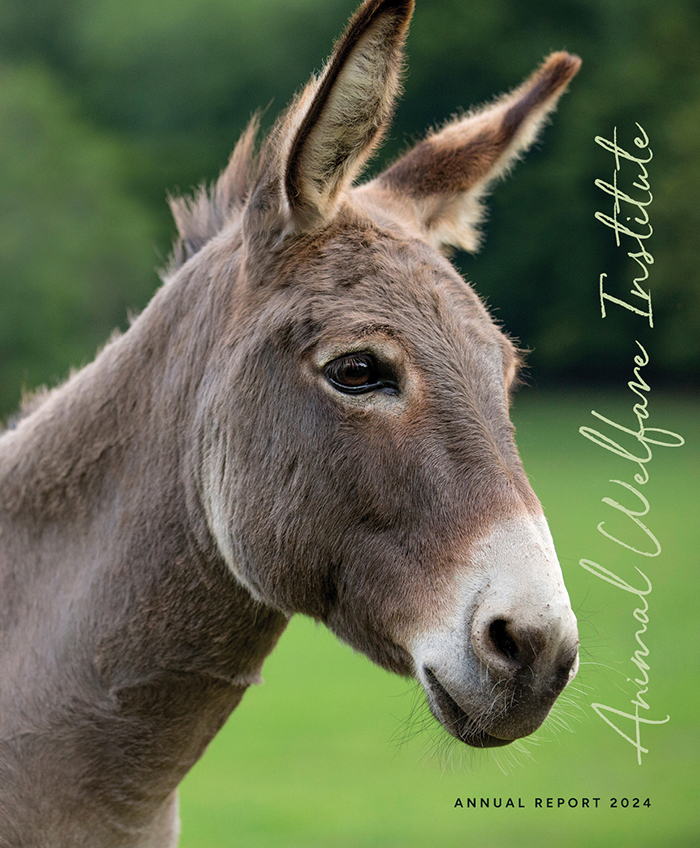 Donkey looking into distance