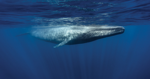 whale swims near surface