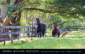 horses trot together near farm fence