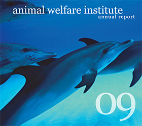 pod of dolphins swim up through clear blue water