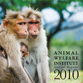 a family of macaques look around a green landscape