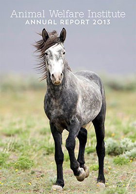 horse trots alone in cloudy conditions near low brush