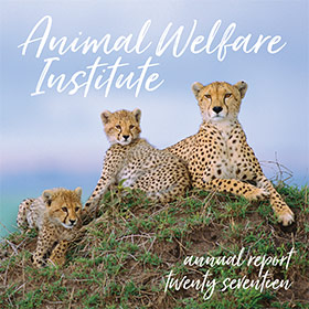 cheetah and her young sit on mossy outlook