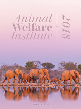 Elephants gather near shallow water