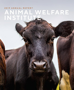 farmed cow looking directly forward