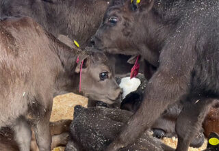 Calves crowded closely together on a dirty bedding-covered floor.