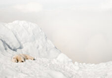 polar bear lays on thick snow in arctic environment