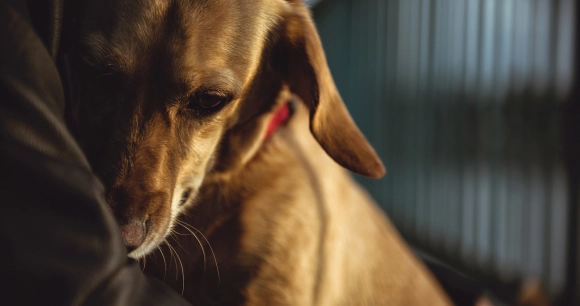 dog held close in arms