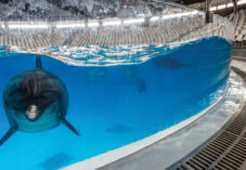 Bottlenose dolphin in aquarium water between performances. Lithuania, 2016.