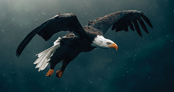 bald eagle spreads wings in flight