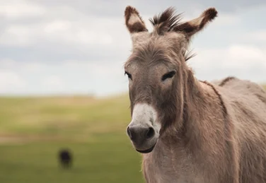 portrait of a donkey in an open field