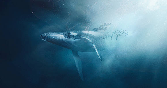 humpback whale plunges into deep ocean
