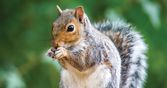 gray squirrel eats a nut in front of blurred trees