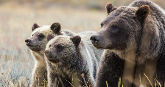 Wild grizzly bear with cubs in a protected pasture