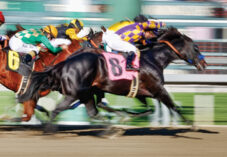 Several Thoroughbred race horses gallop down a dirt track.