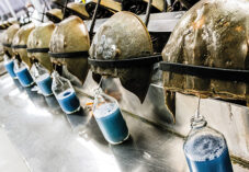 horseshoe crabs in an industrial line having their blood drained
