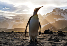 isolated penguin stands on muddy surface in front of grand mountain range