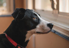 dog looks longingly out of window