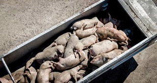overhead view of truck full of dead pigs killed by VSD