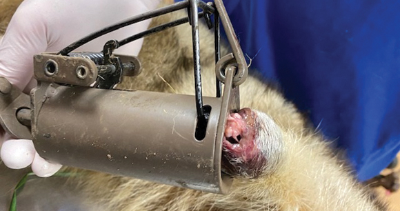 raccoon wound from trap