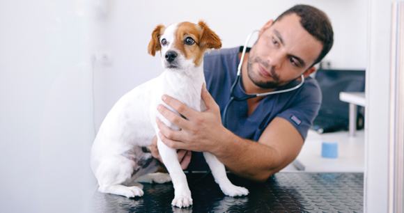 vet checks dog heartbeat using stethoscope