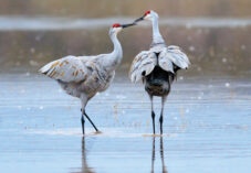 A Pair of Sandhill Cranes stand on water at National Reserve