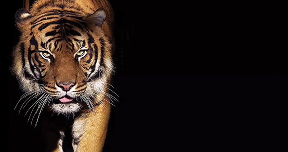 tigers front emerging from dark background