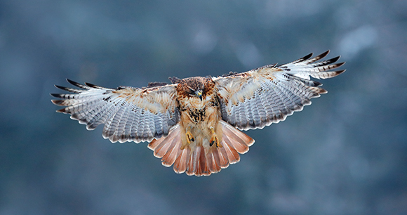 Red-tailed hawk landing in the forest. Winter wildlife scene from nature.