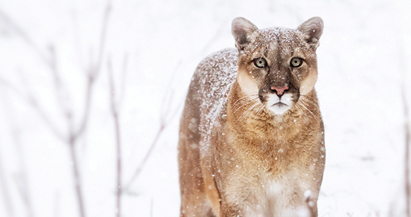 Puma in snowy woods looking forward
