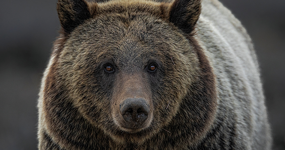 Grizzly Bear looking forward in Grand Teton
