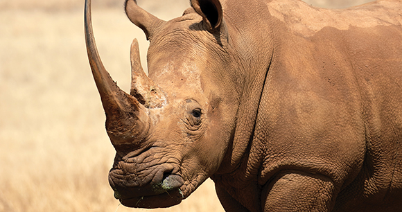 White rhinoceros walks in South Africa