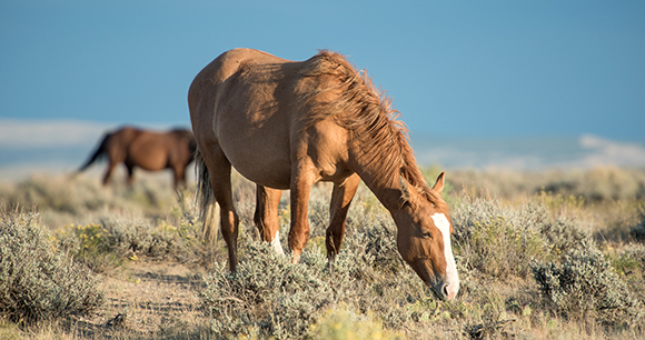 Wild horse grazes on low brush in open Western environment