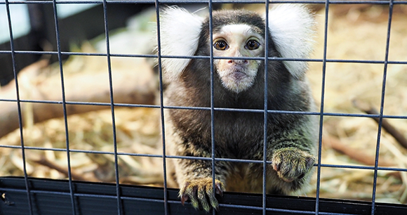 Cute baby Marmoset monkey in the cage
